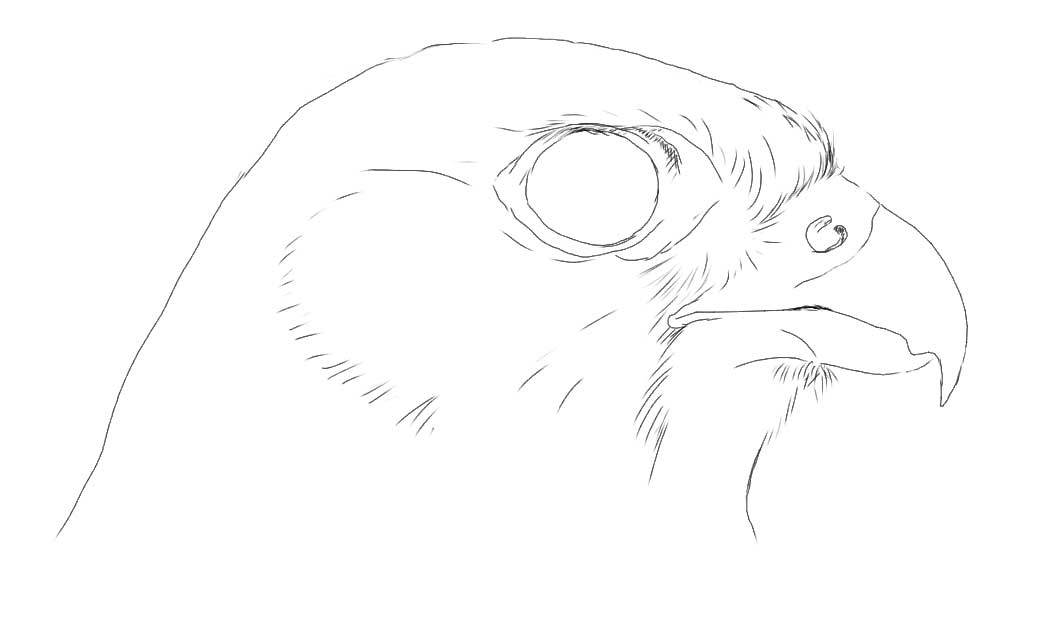 Disegnare gli uccelli - Prima lezione